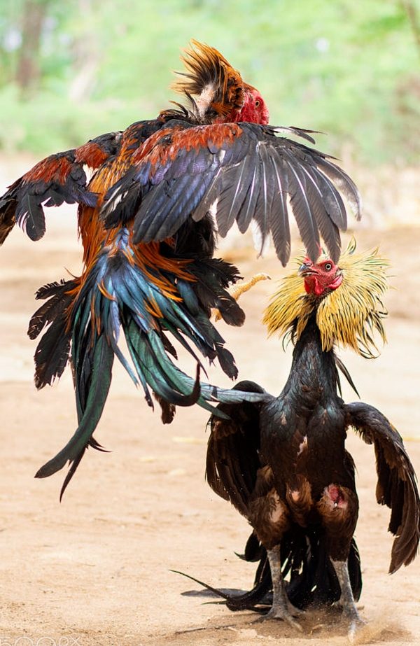 Vảy gà khai vương